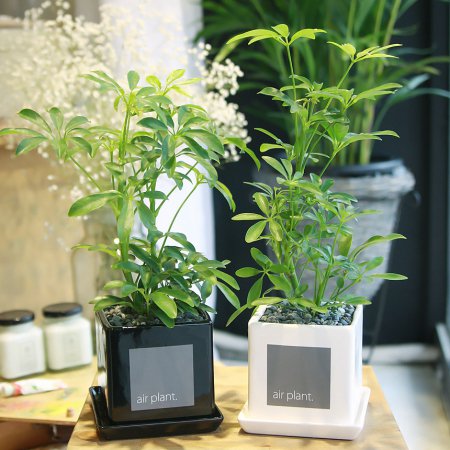  모던 화분 홍콩야자 공기정화식물 블랙