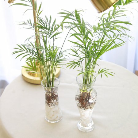  수경 재배 테이블야자 공기정화식물 B타입