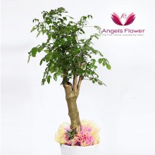 [엔젤스플라워] 행복나무 대형 관엽식물 공기정화 꽃배달