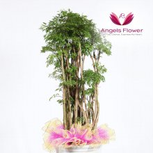 [엔젤스플라워] 폴리샤스 대형 관엽식물 공기정화 꽃배달