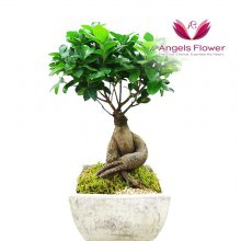 [엔젤스플라워] 인삼벤자민 일반형 관엽식물 공기정화꽃배달