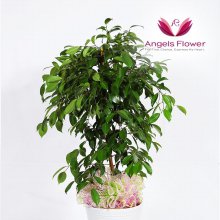 [엔젤스플라워] 킹벤자민 대형 관엽식물 공기정화 꽃배달