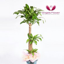 [엔젤스플라워] 행운목 대형 관엽식물 공기정화 꽃배달