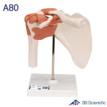 3B 인체모형 A80 어깨관절모형 견관절 어깨 관절과 인대