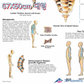 3B 척추차트 VR1152 Spinal Column 척추질병 병원액자_액자없음