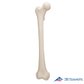 3B Scientific 인체모형 다리골격모형 A35/1 대퇴골 Femur