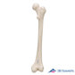 3B Scientific 인체모형 다리골격모형 A35/1 대퇴골 Femur