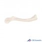 3B Scientific 인체해부모형 쇄골모형 A45/5 좌우선택 Clavicle 쇄골뼈
