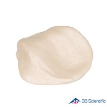 3B Scientific 인체모형 다리골격모형 A35/2 슬개골 Patella