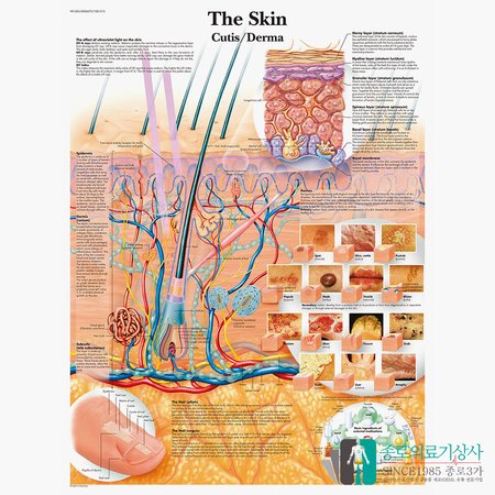 3B Scientific 피부차트 VR1283 The Skin 피부구조 병원액자_액자없음