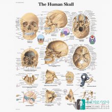 3B Scientific 두개골 인체해부차트 VR1131 The Human Skull 두개골구조 병원액자_액자없음
