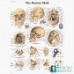 3B Scientific 두개골 인체해부차트 VR1131 The Human Skull 두개골구조 병원액자_액자없음