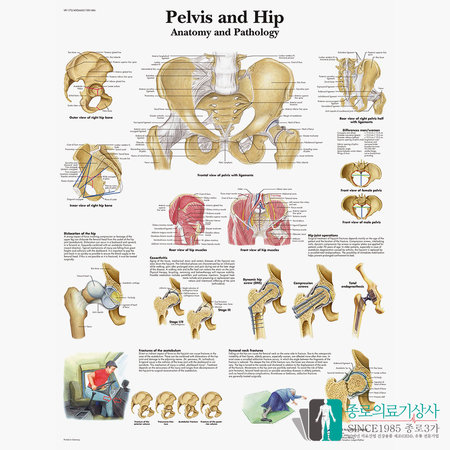 3B Scientific 골반골격 인체해부차트 VR1172 골반구조_액자추가