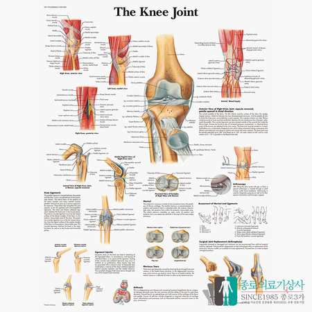 3B Scientific 무릎관절 인체해부차트 VR1174 무릎구조 병원액자_액자추가