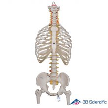 3B Scientific 인체모형 척추모형 A56/2 흉곽,대퇴골포함