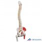 3B Scientific 인체모형 척추모형 A58/3 근육채색 대퇴골포함_스탠드없음