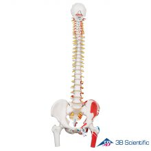 3B Scientific 인체모형 척추모형 A58/3 근육채색 대퇴골포함_스탠드없음