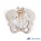 3B Scientific 인체모형 골반모형 A61/1 유연한 여성골반골격