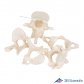 3B Scientific 인체모형 골격모형 A75/1 척추5파트 Vetebrae Bone