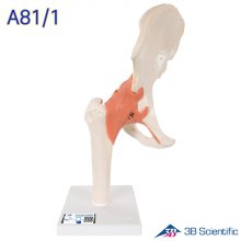 3B Scientific 인체모형 A81/1 고급형 고관절모형 엉덩이뼈 관절과 인대