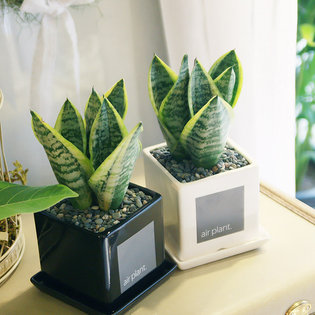 모던 화분 산세베리아 공기정화식물 화이트