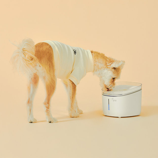   페페 강아지 고양이 UV살균정수기