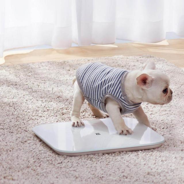 해외직구 미스케일 2세대 체중계 XMTZC04HM (세금/배송비포함)