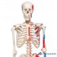 3B Scientific 인체모형 근육체색 전신골격모형 A11 골반스탠드