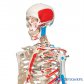 3B Scientific 인체모형 근육체색 전신골격모형 A11 골반스탠드