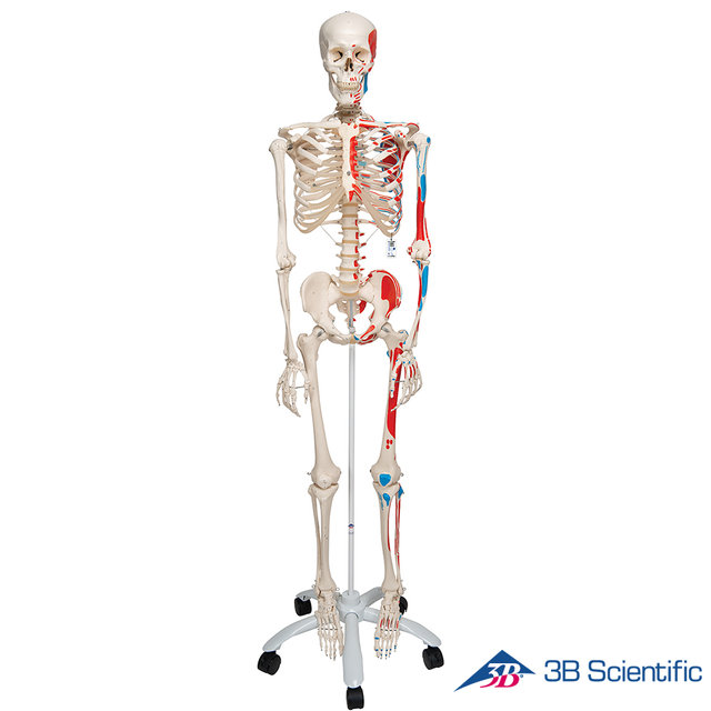3B Scientific 인체모형 근육체색 전신골격모형 A11 골반스탠드