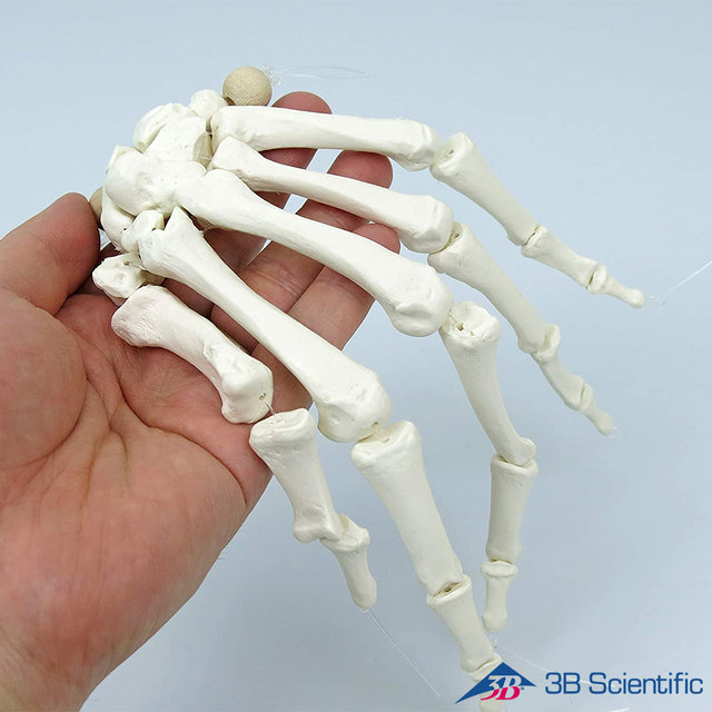 3B Scientific 인체모형 분리형 전신골격모형 A05/1