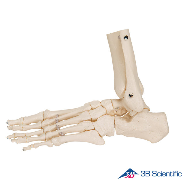 3B Scientific 인체모형 발골격모형 A31/1 발목포함 Loose Elastic