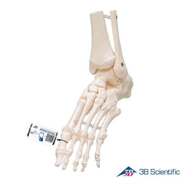 3B Scientific 인체모형 발골격모형 A31/1 발목포함 Loose Elastic
