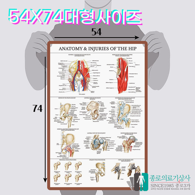 인체해부도 3D차트 병원액자 9960 간 해부도 간의 구조 54X74cm_액자있음
