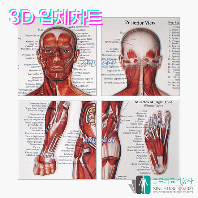 인체해부도 3D차트 병원액자 9863 비뇨기과 남성 전립선 54X74cm_액자추가