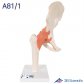 3B Scientific 인체모형 A81/1 고급형 고관절모형 엉덩이뼈 관절과 인대