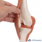 3B Scientific 인체모형 A82 슬관절모형 유연한 무릎관절과 인대