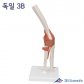 3B Scientific 인체모형 A83 팔꿈치모형 유연한 팔꿈치관절과 인대