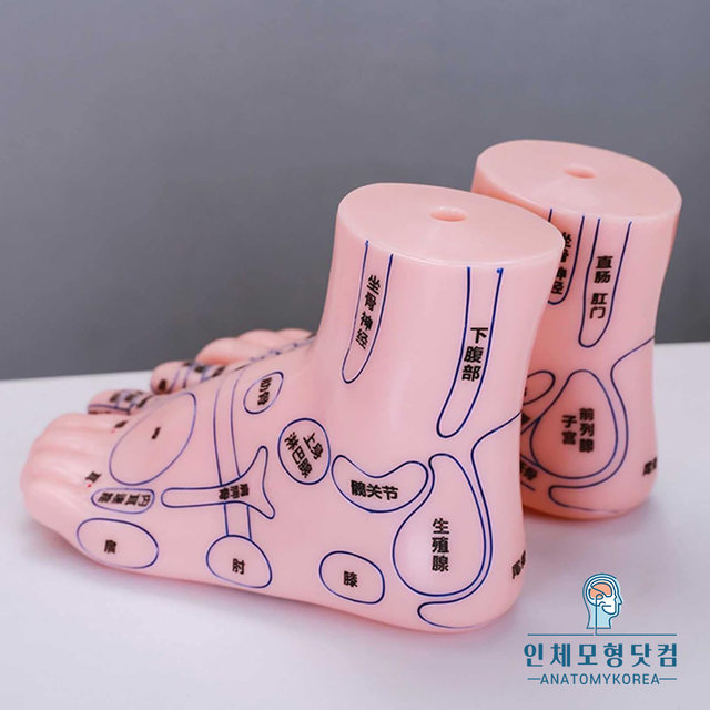 족부경혈점표시 발반사구 18cm 발모형 왼쪽 오른쪽 선택