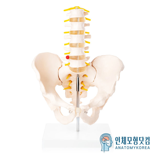 인체모형닷컴 움직이는 요추포함 골반모형 요추골반관절모형 AK115 남성골반