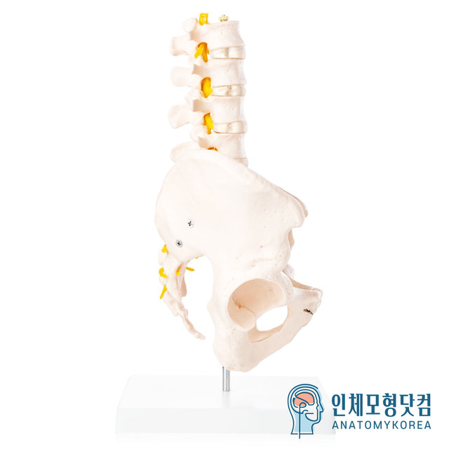 인체모형닷컴 움직이는 요추포함 골반모형 요추골반관절모형 AK115 남성골반