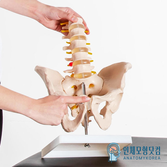 인체모형닷컴 움직이는 요추포함 골반모형 요추골반관절모형 AK115 남성골반