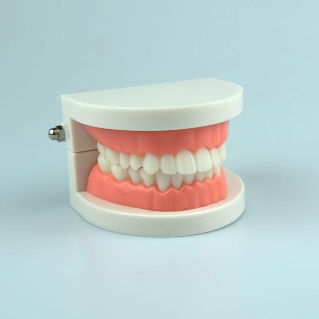교육용 치아모형