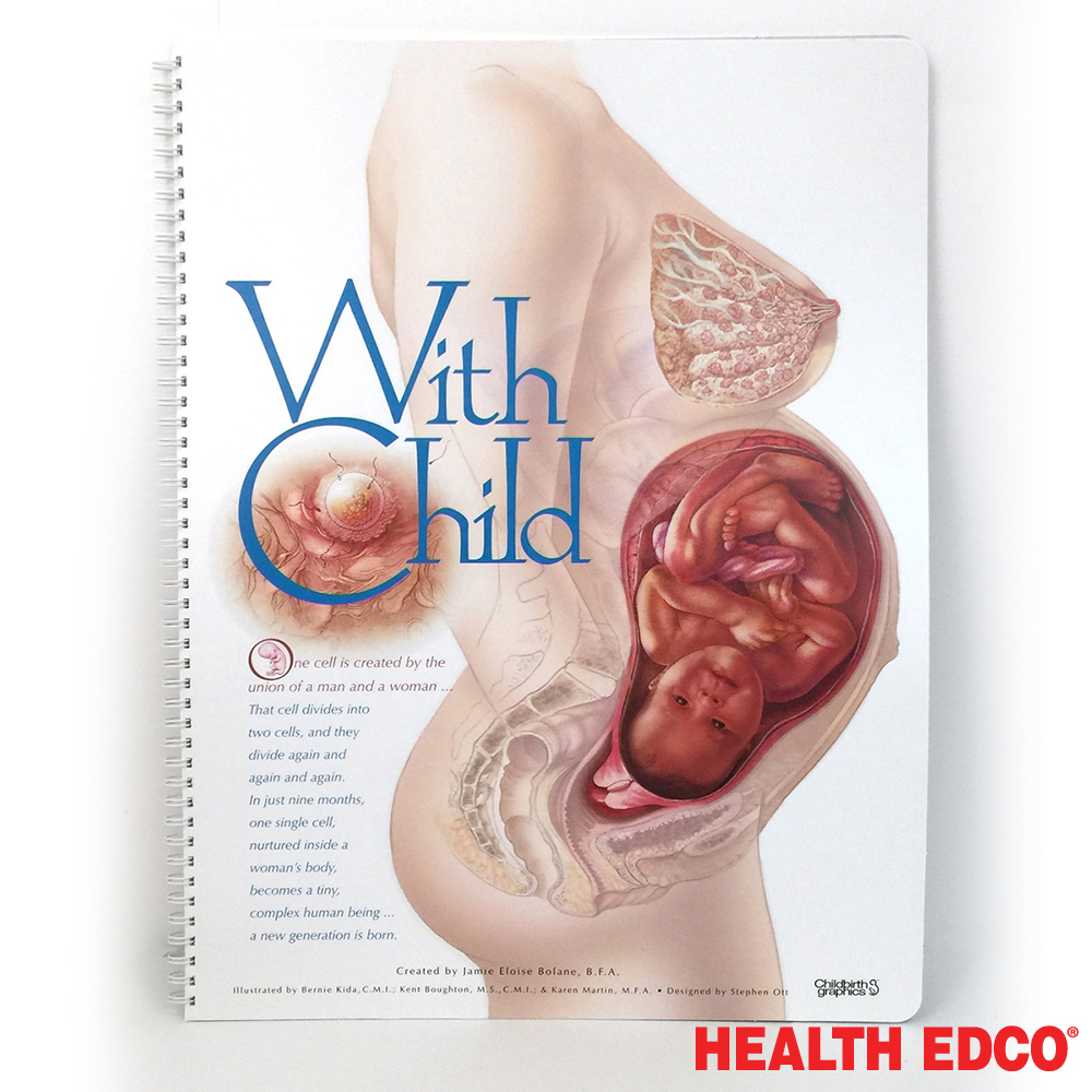 종로의료기 출산주기차트 43319 임신출산교육 태아발달차트