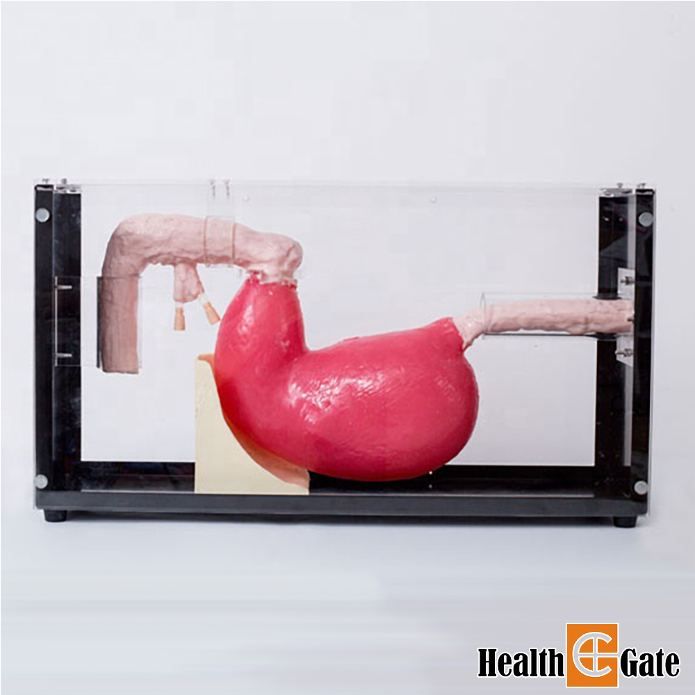 JR 종로의료기 의료술기교육 ERCP훈련 위내시경 실습모형 GD/LV47 내시경실습모형